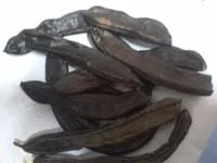 فروش گیاه داروئی خرنوب ترکیه ای"کچی بوینزی" وشیره خرنوب(درمان ناباروری و زودانزالی مردان)