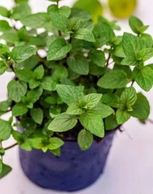 7 گیاه آپارتمانی برای درمان استرس+عکس