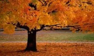 توصیه های غذایی طب سنتی در فصل پاییز