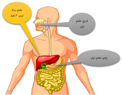 تعریف هضم در طب سنتی ایرانی