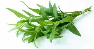 گیاهی که شستشو دهنده کلیه و مجاری ادراری است
