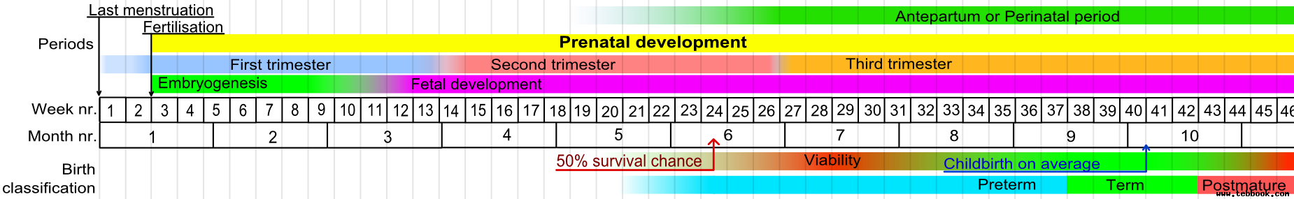 Prenatal_development_table
