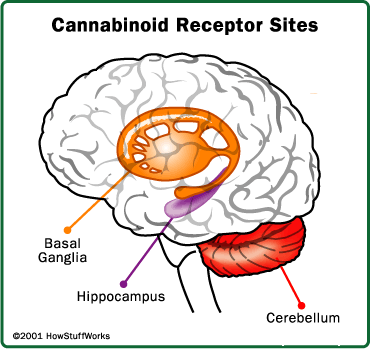 marijuana-brain