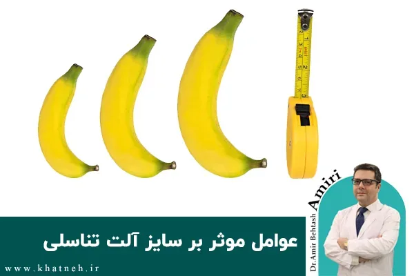 عوامل موثر بر سایز آلت تناسلی