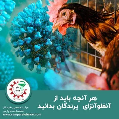 هر آنچه باید از آنفلوآنزای  پرندگان بدانید