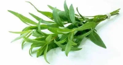 گیاهی که شستشو دهنده کلیه و مجاری ادراری است