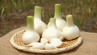 فرمولی خاص برای فعال سازی خواص درمانی سیر